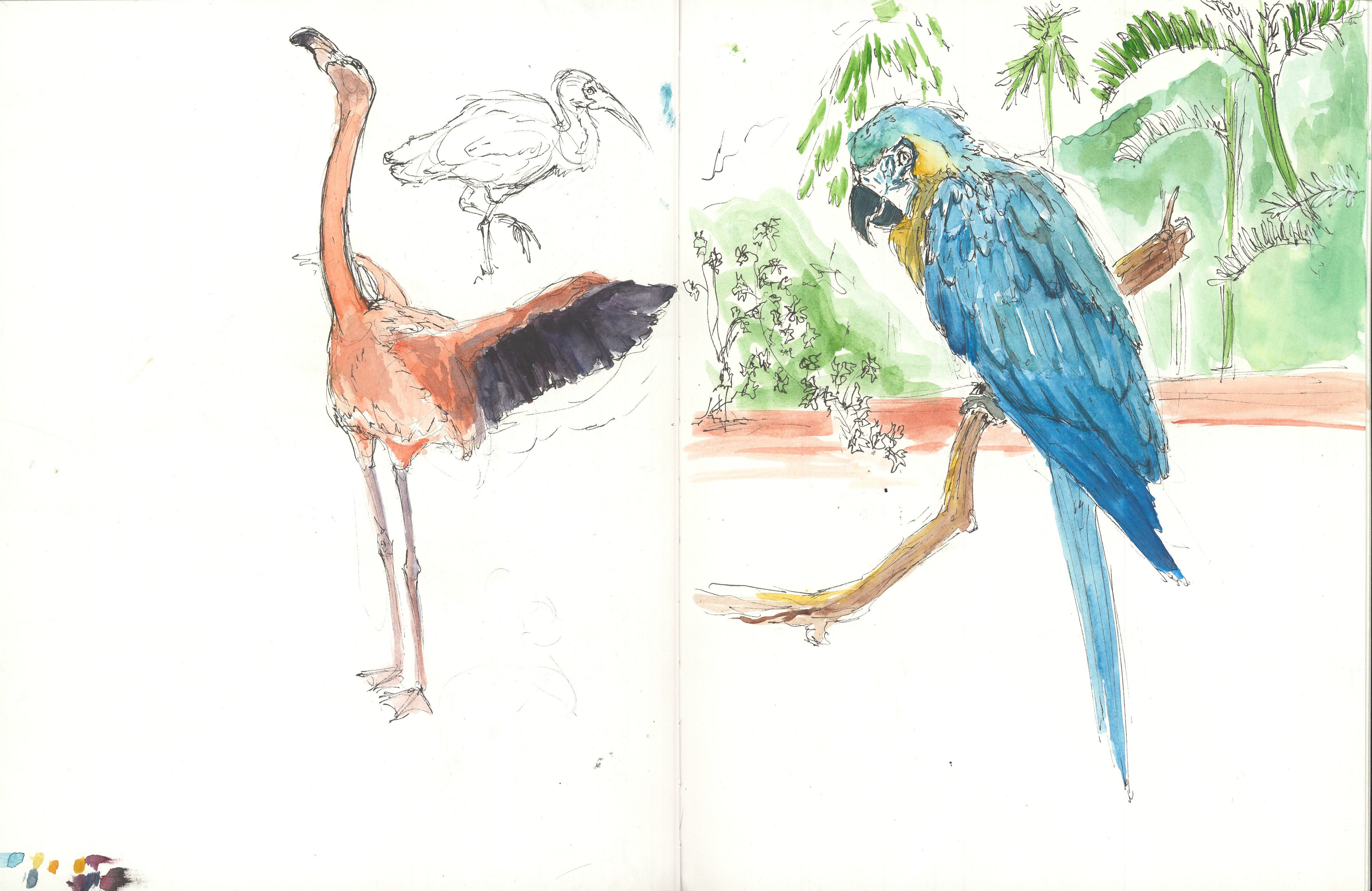 zoo gesture