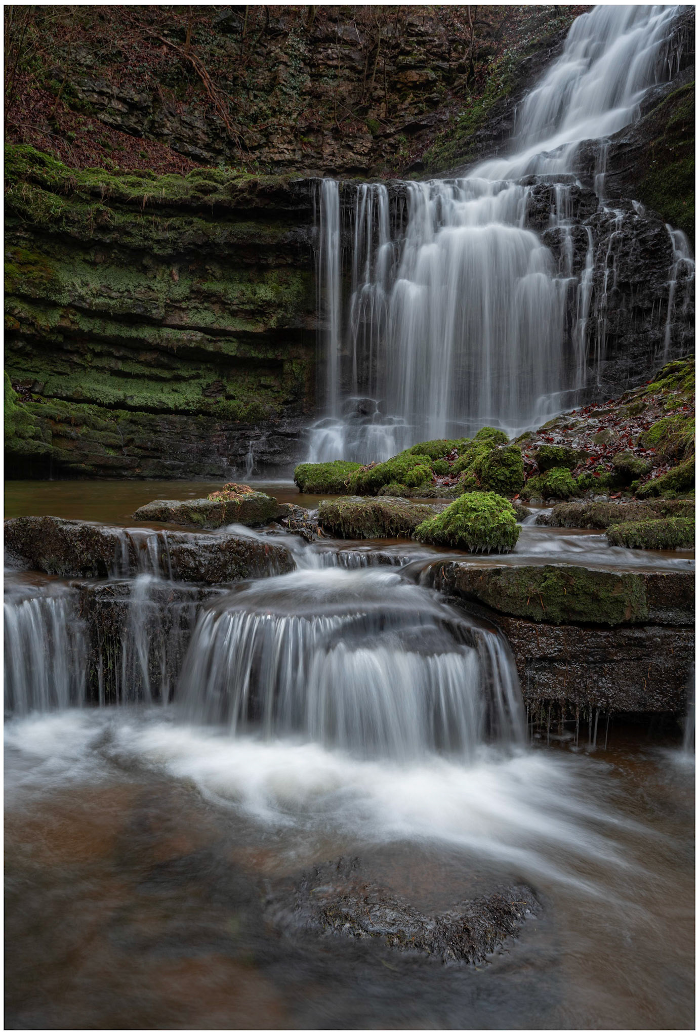 Scaleber Force portrait