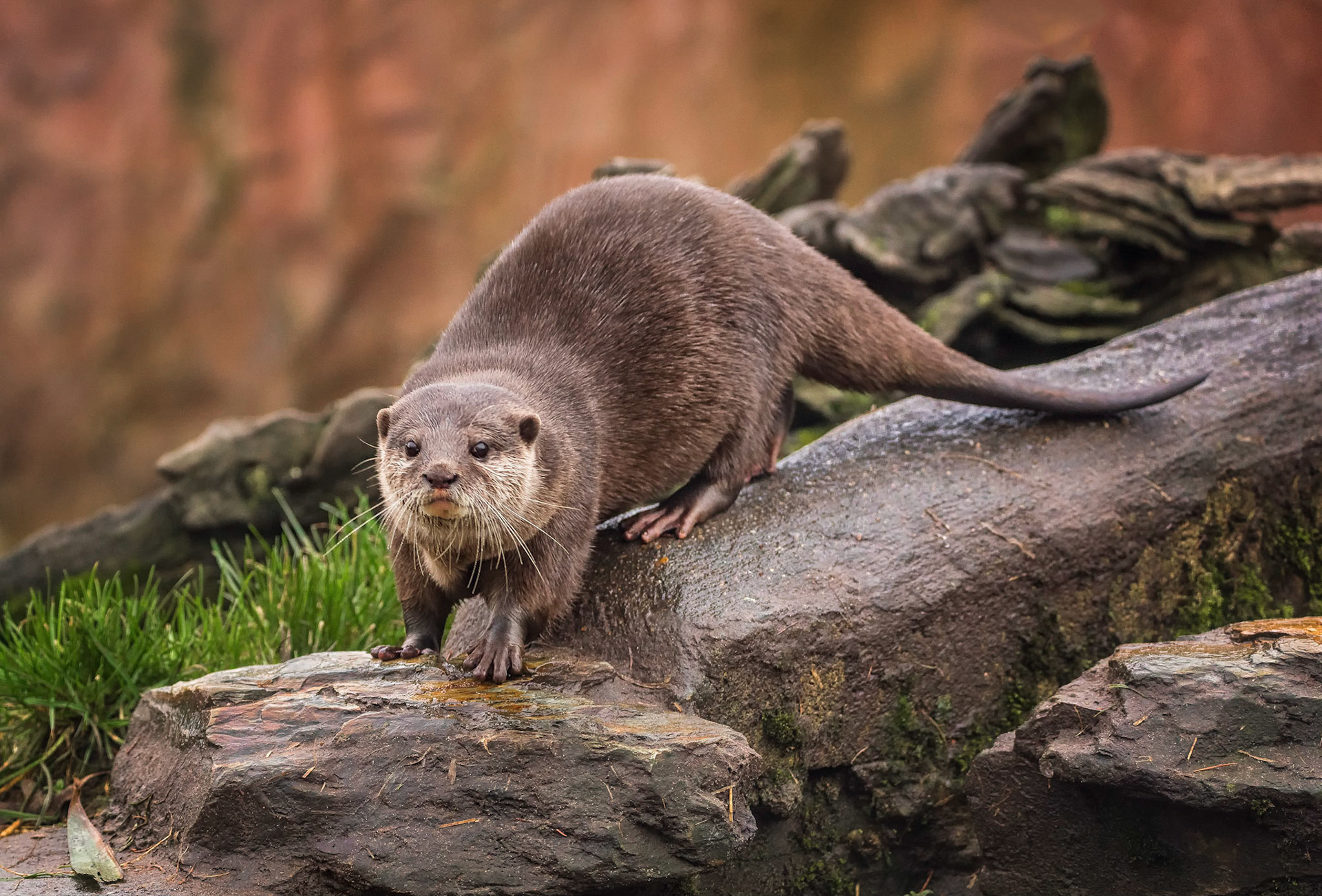 Otter Curiosity