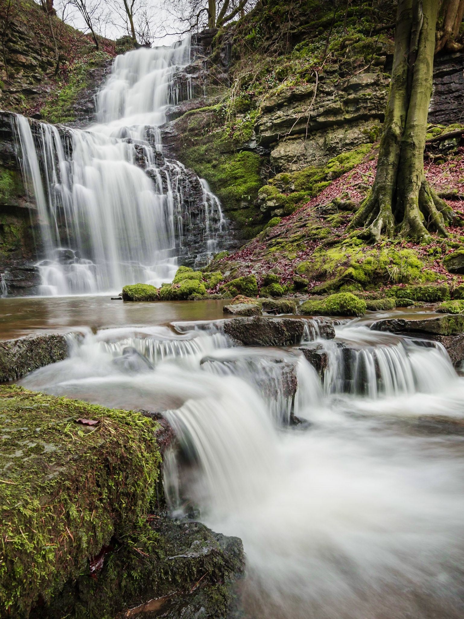 Scaleber Force Portrait 2