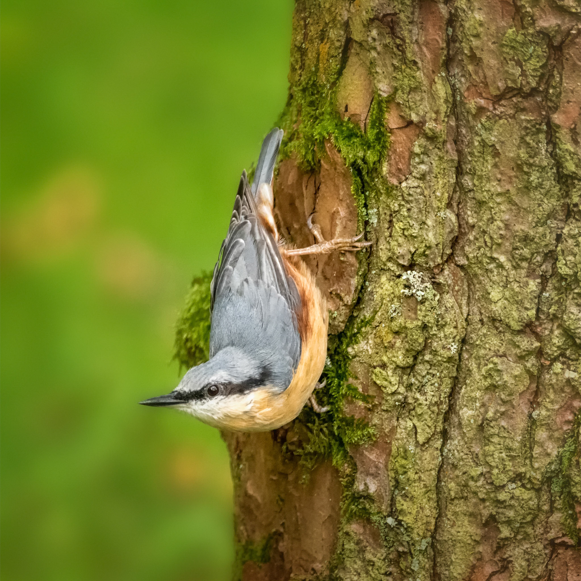 Nuthatch