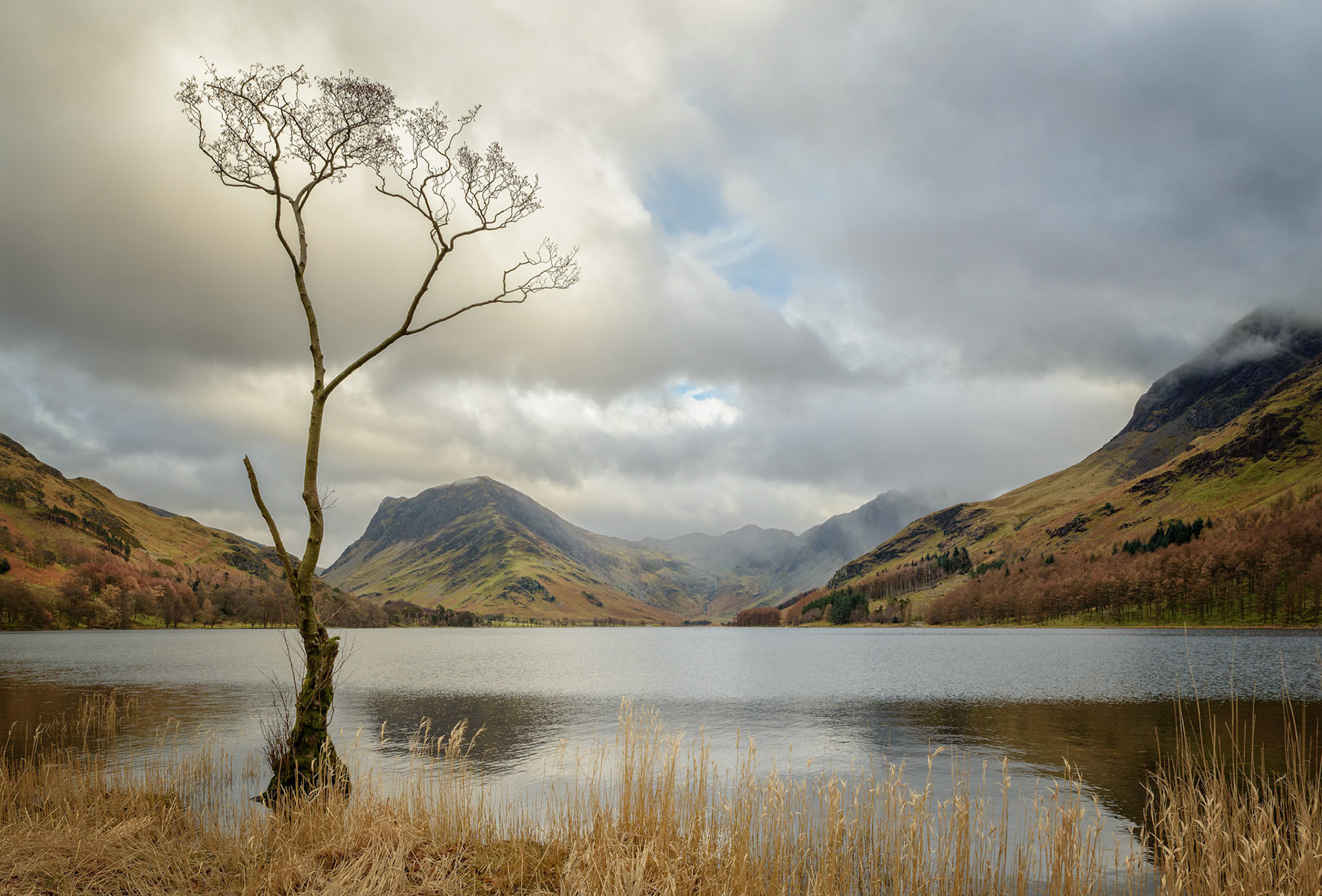 Lone Tree, Buttermere