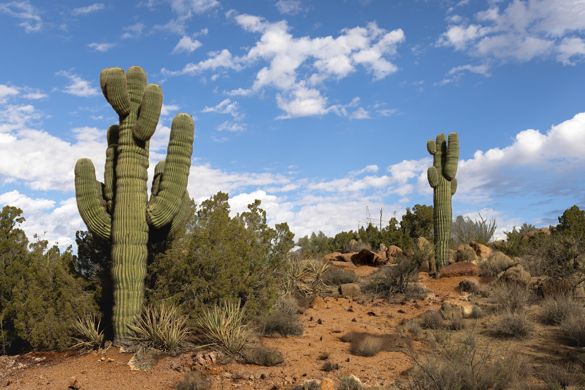 Saguaro - Mojave Desert, AZ