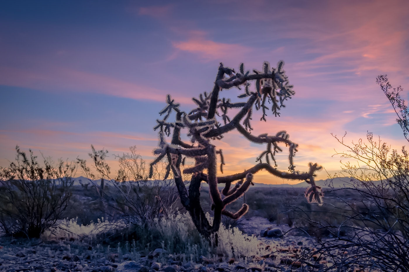 Tuscon, AZ - Cholla Sunrise