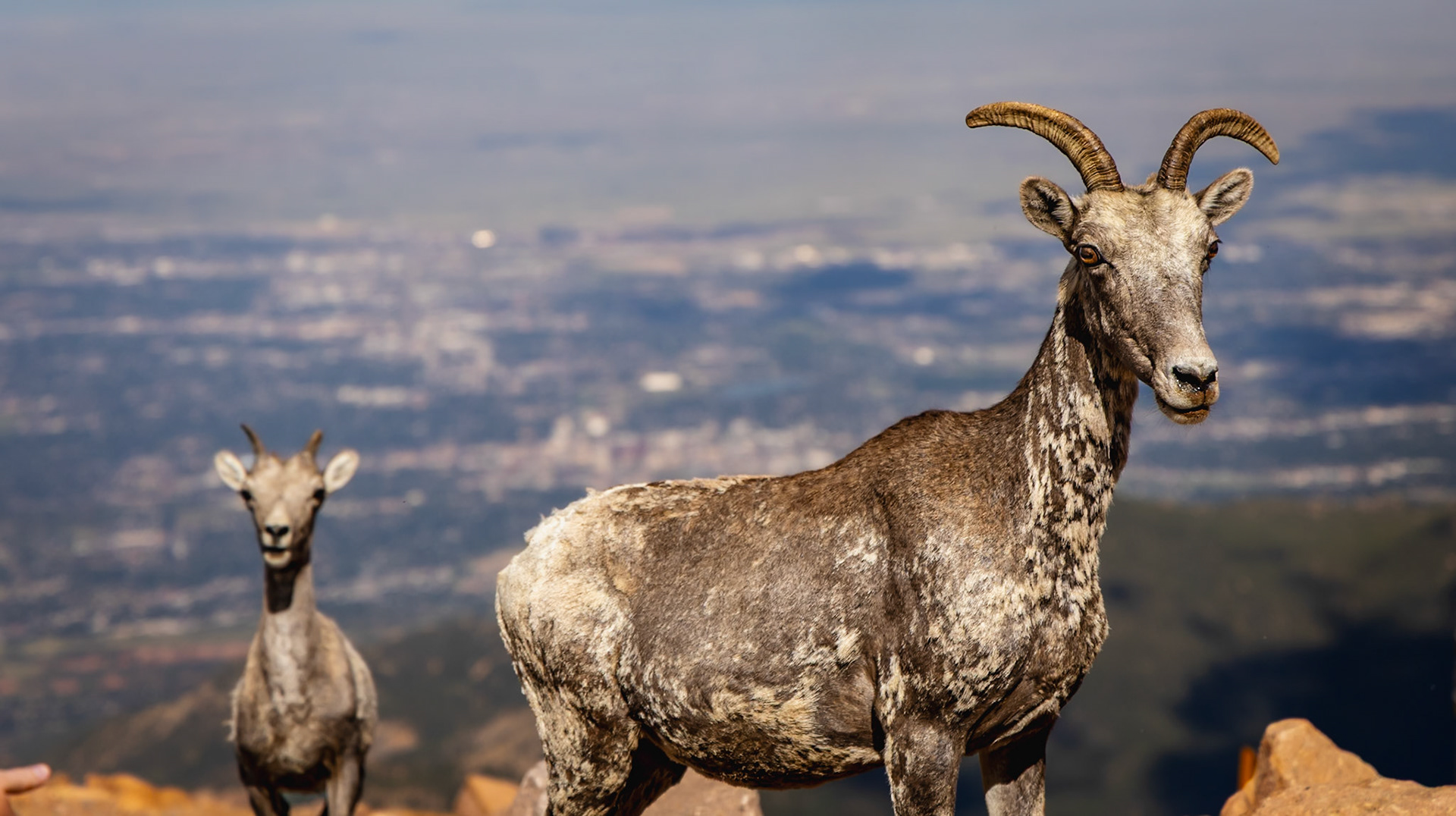 Bighorn Sheep (Ewe)