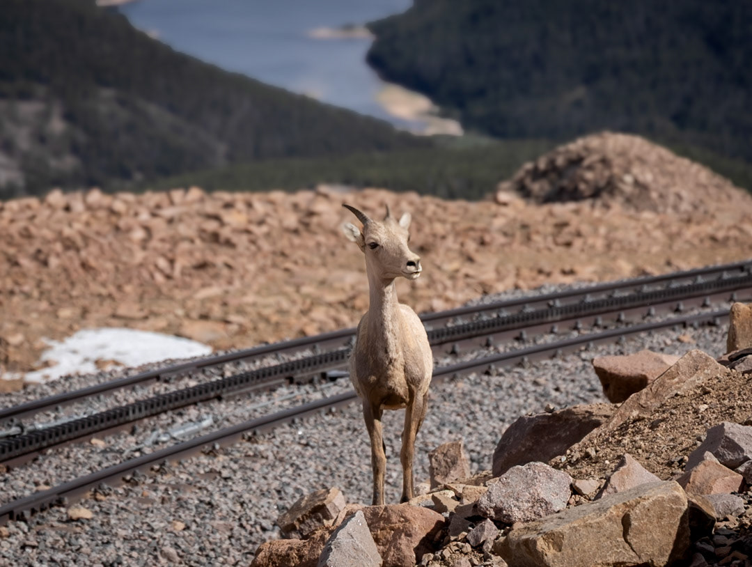 Bighorn Sheep (Lamb)