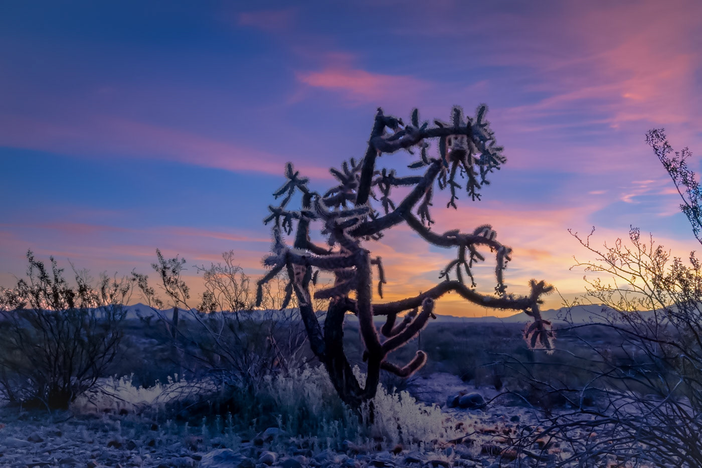 Cholla - Sonoran Desert, AZ