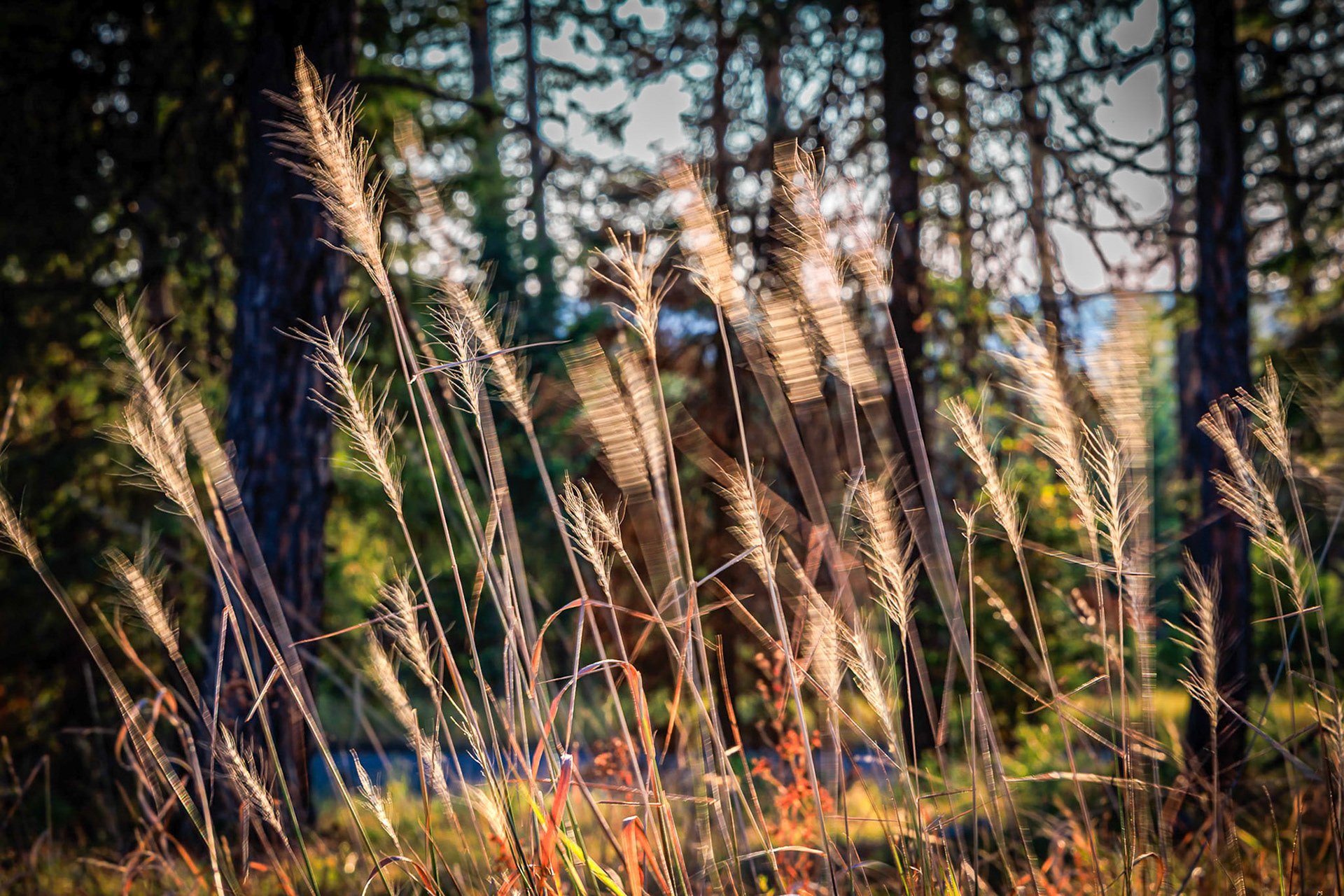Mt Hood National Forest