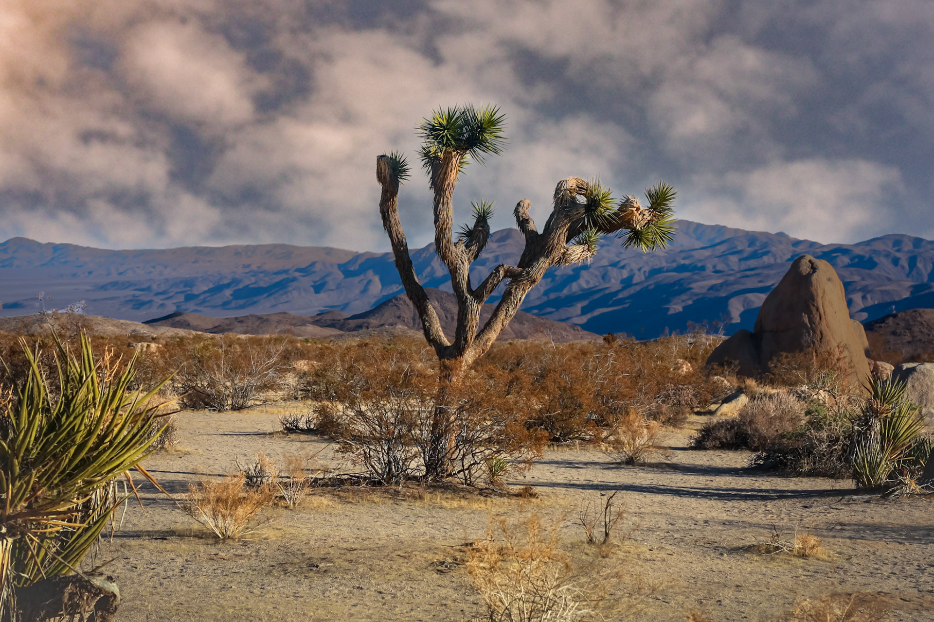 Joshua Tree, CA
