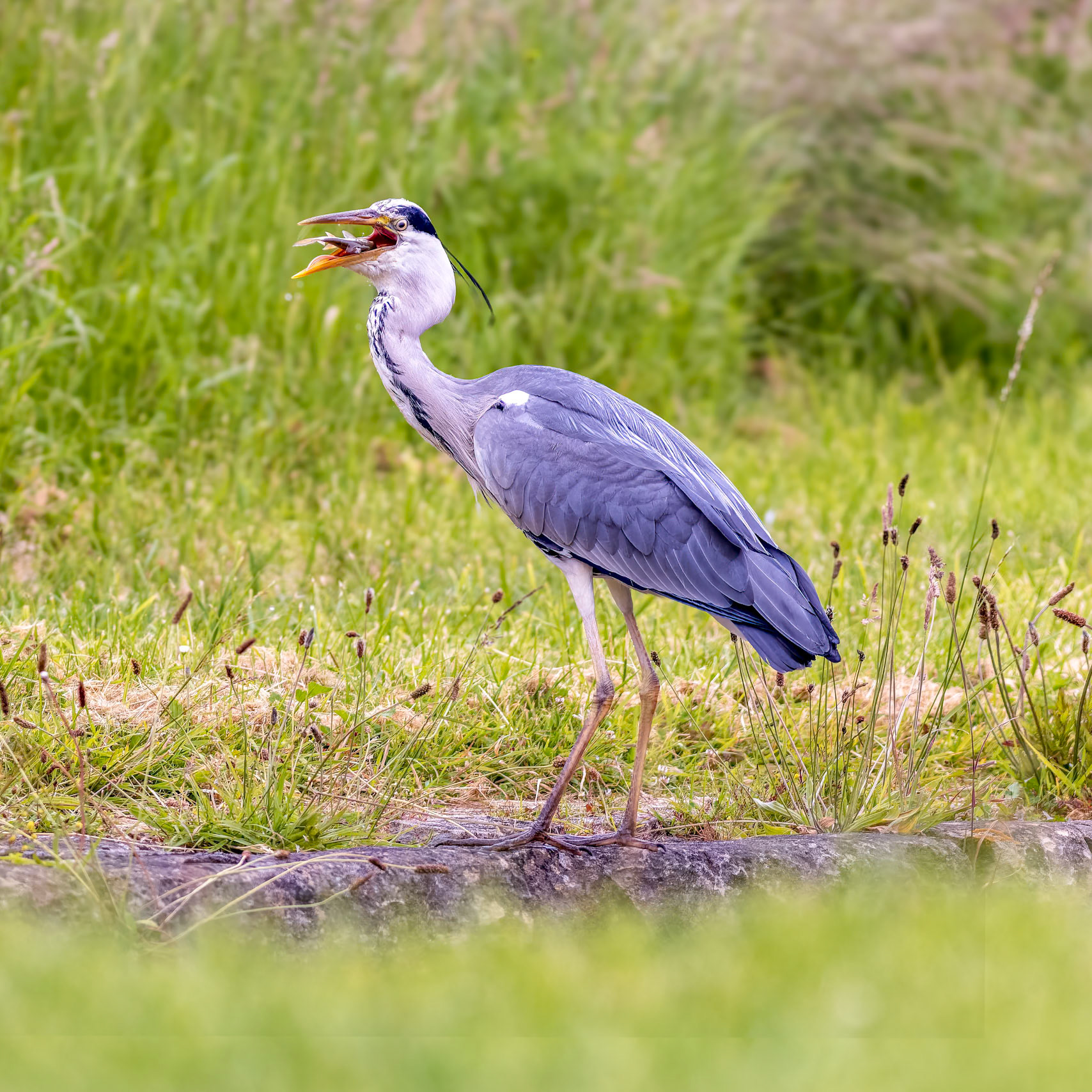 I was so pleased that I managed to get this moment where the heron gulped the fish back.