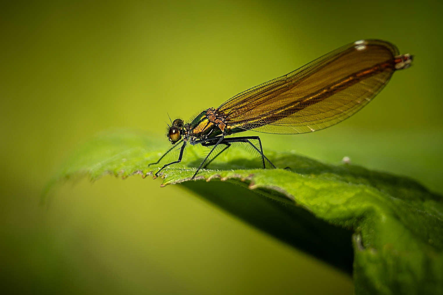 Female Demoiselle