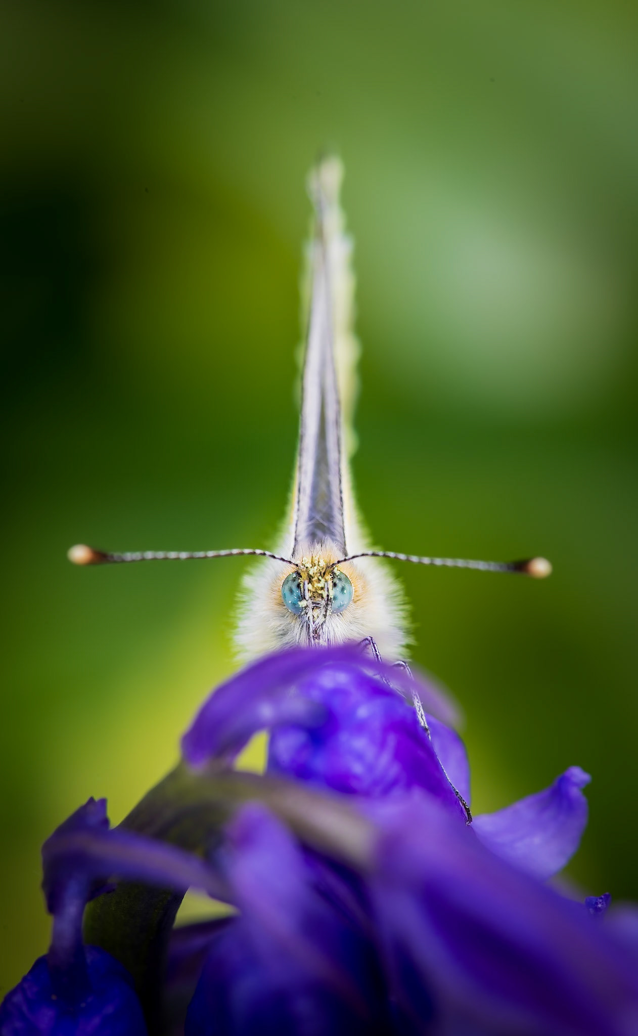 Cabbage White on Bluebell