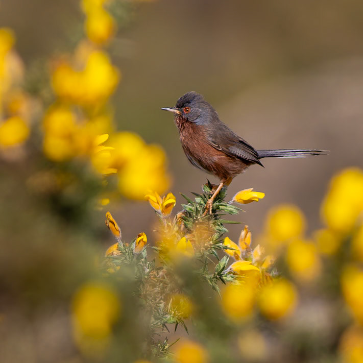 Dartford Warbler