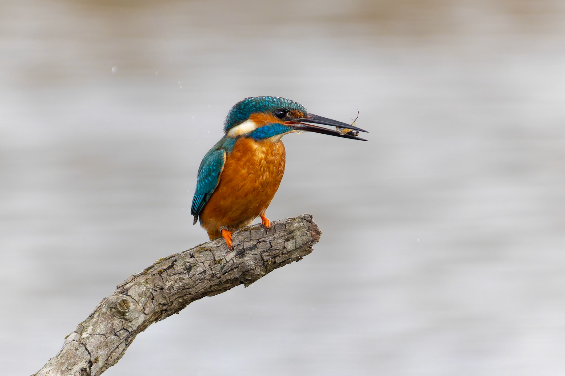 Kingfisher with Water Boatman