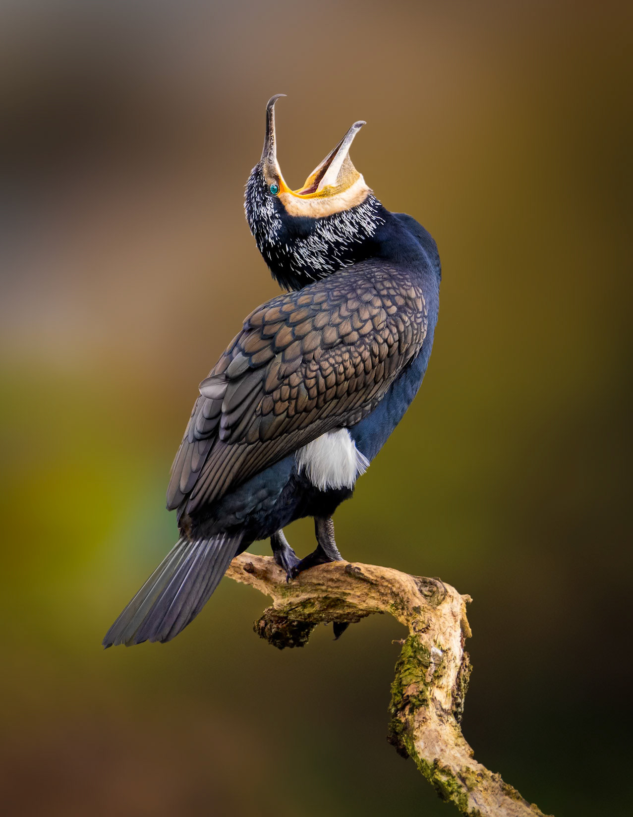 A Cormorant perches on a mossy branch, its beak wide open in a call or display.