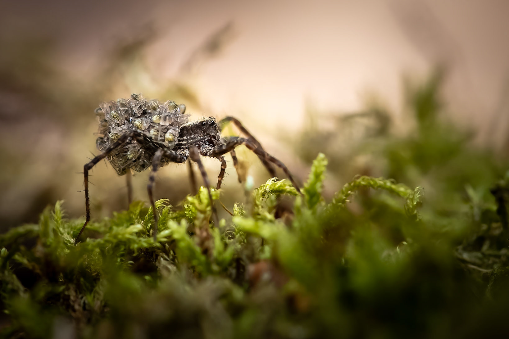 Mother spider with brood
