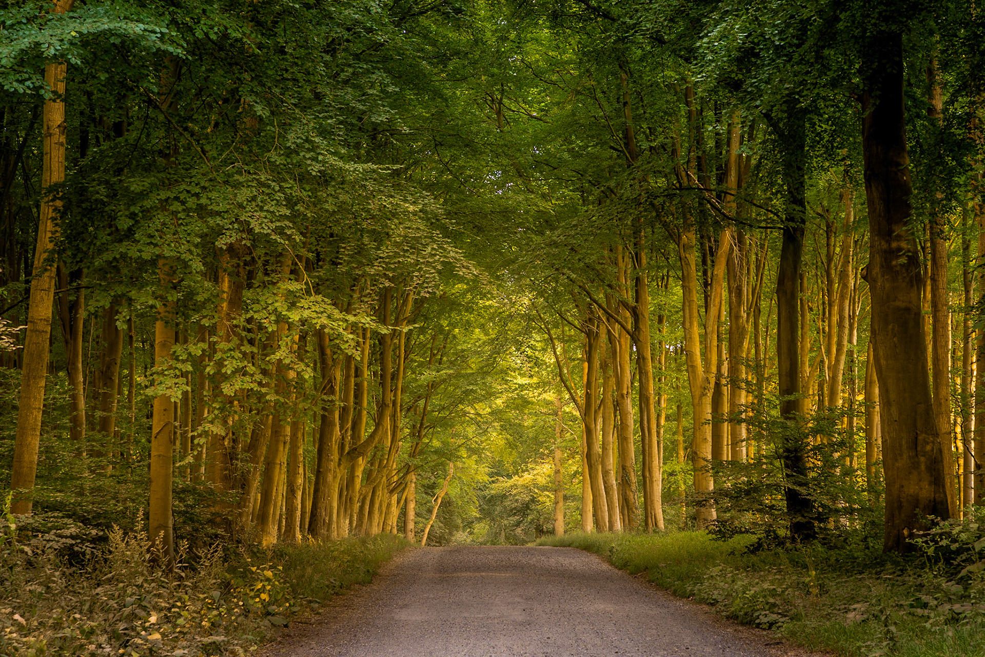 THe grand avenue in Savernake forest near Marlborough.  As the sunsets you get this amazing light beaming through the trees.