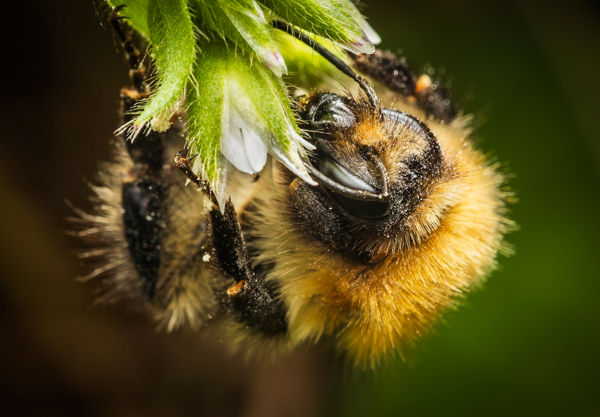 I've realised how out of practice I am with macro photography.  For this I was trying a new flash modifier in the hopes it makes the camera easier to control.