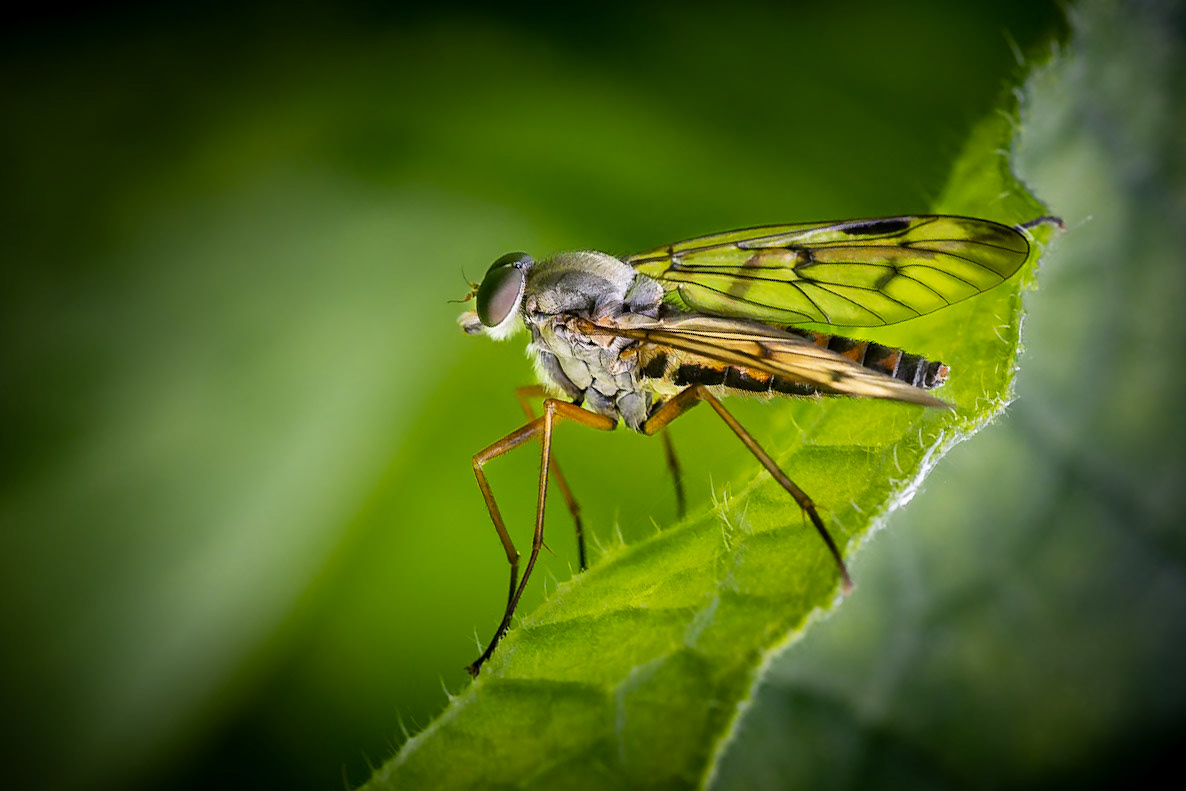 Downlooker Snipe Fly
