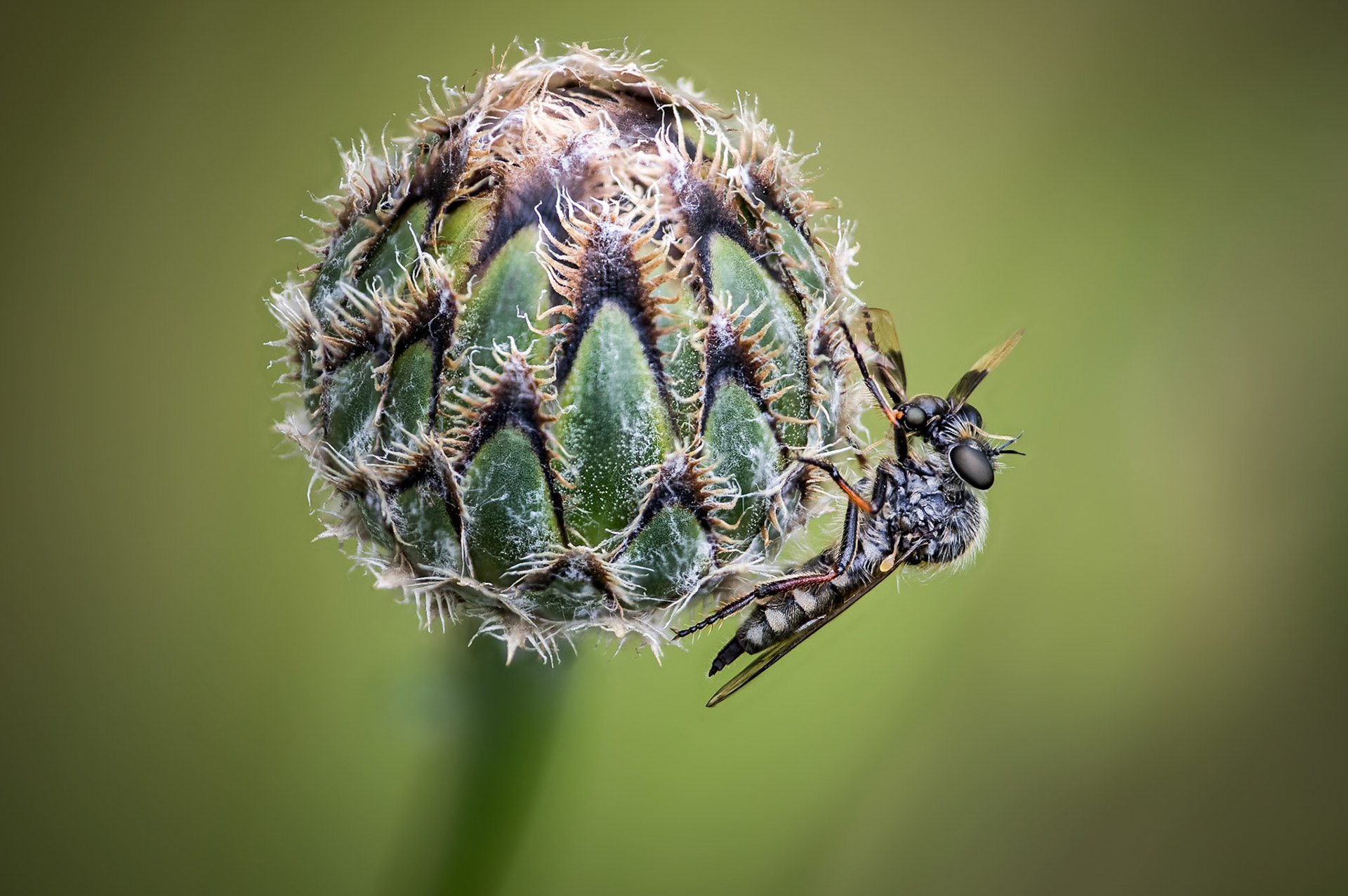 Robberfly stopping for lunch