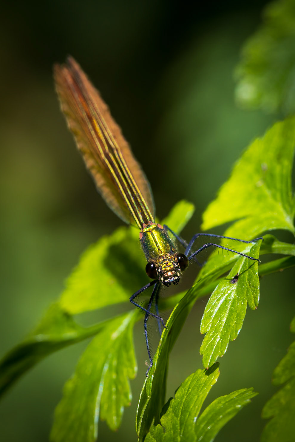 Damselfly