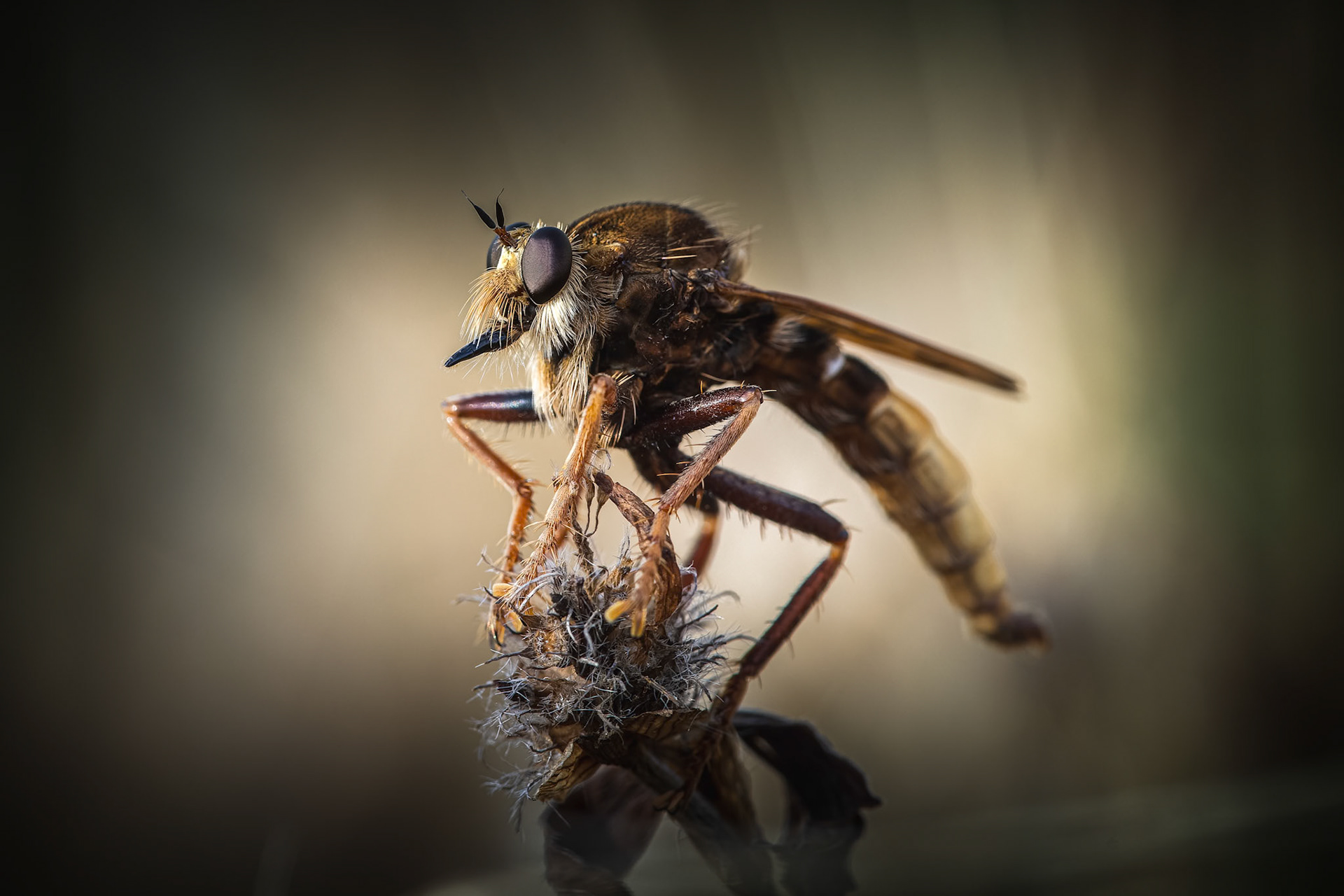 Robber Fly