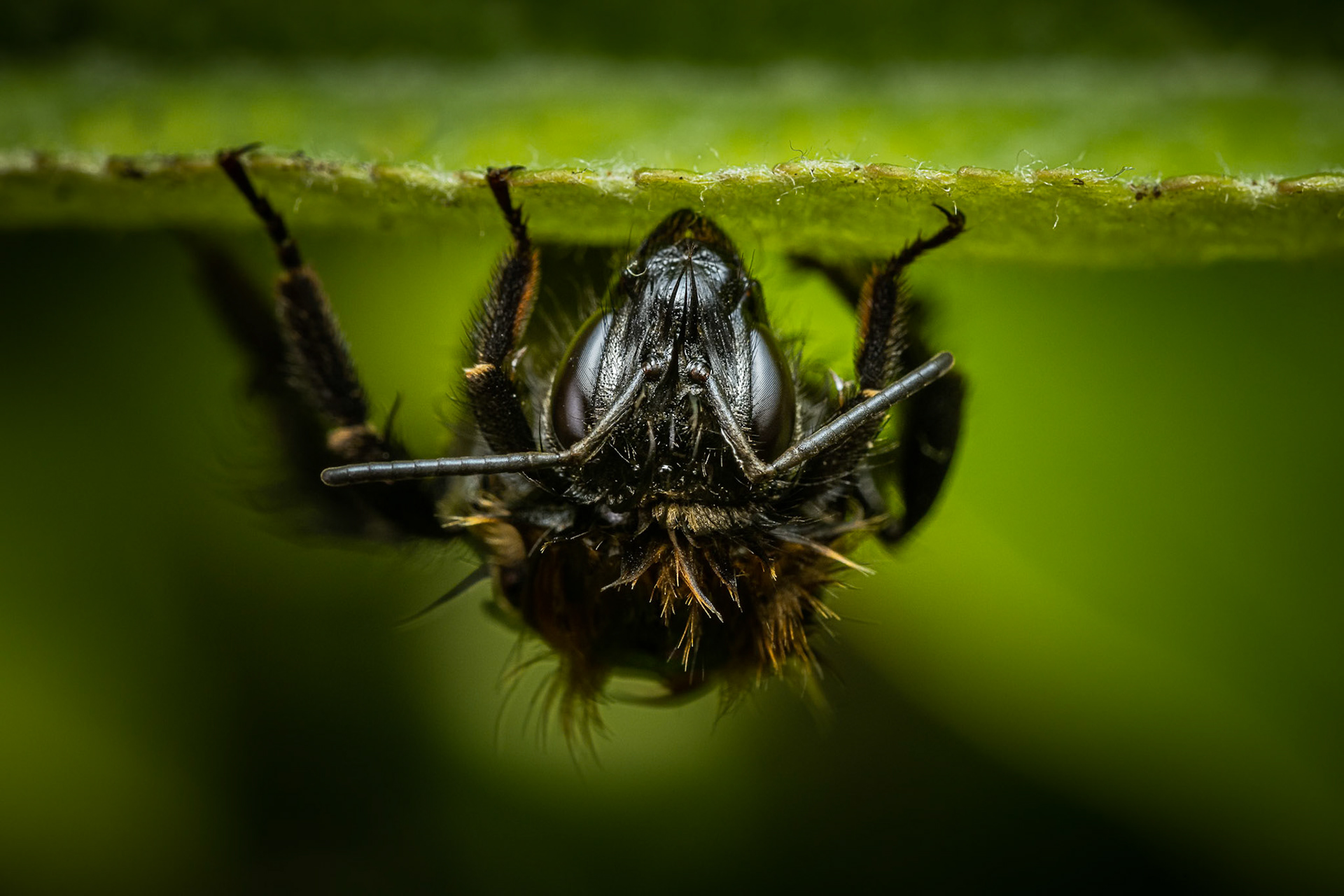Whilst my children were roaming around the garden at the weekend they came across this damp bee who needed saving, so we scooped him up and placed him on a leaf to dry off.