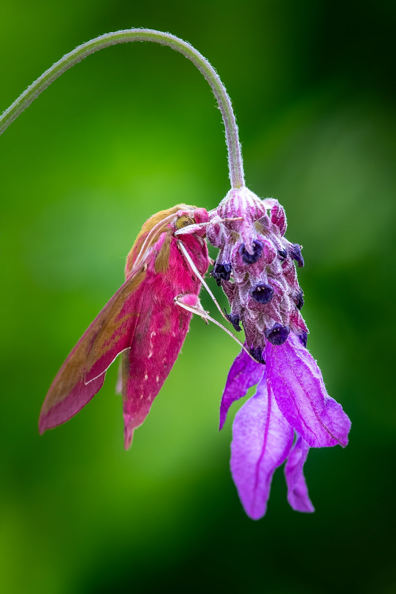 Elephant Hawk Moth