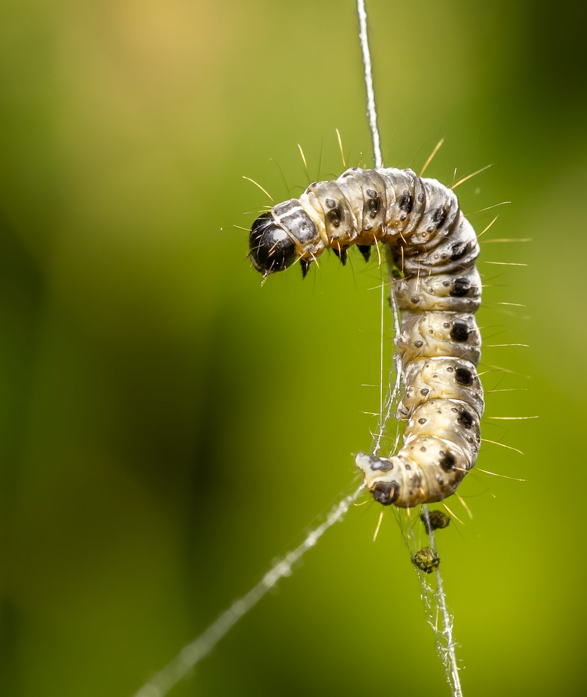 Apple Ermine Moth Larva