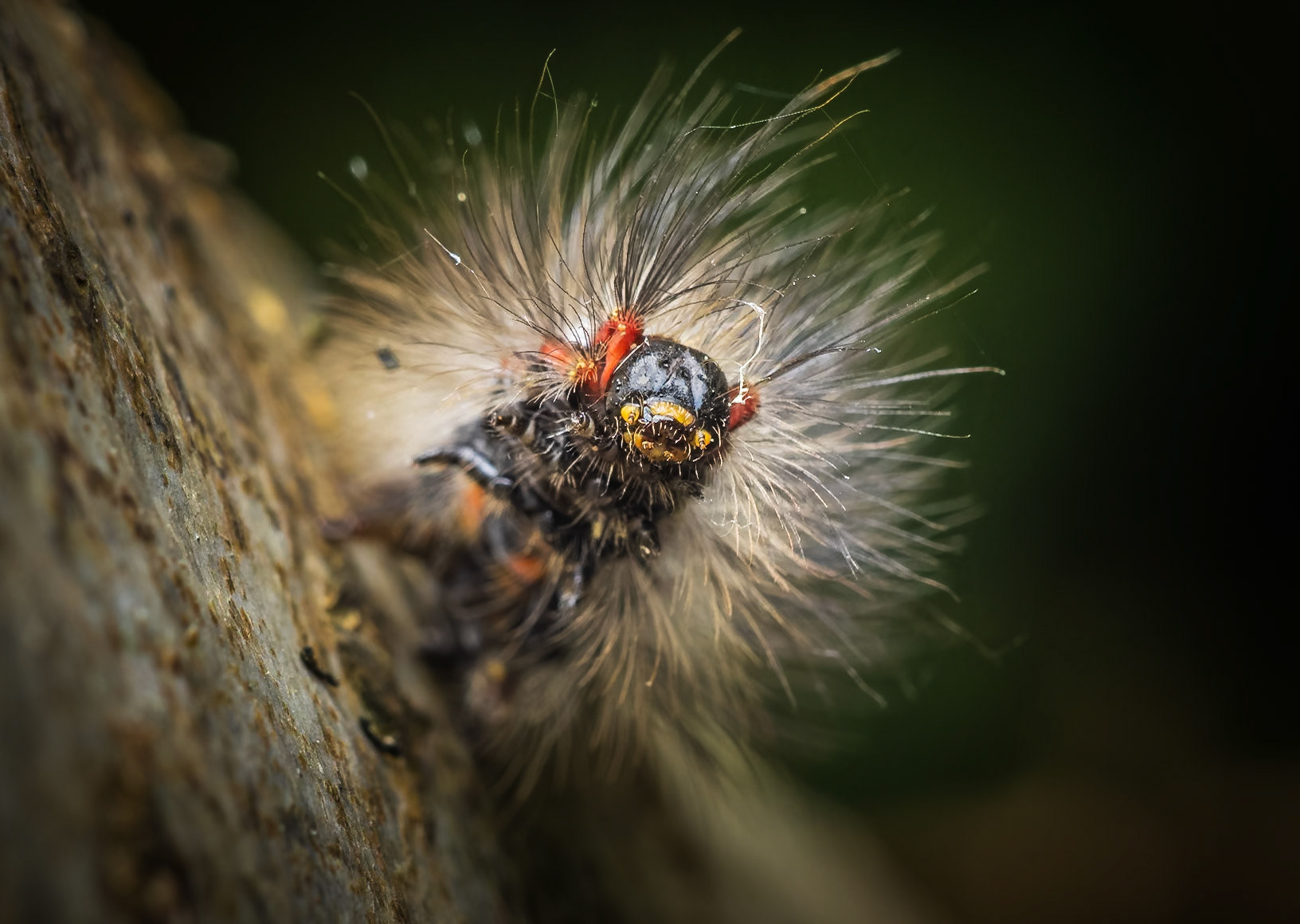 This is what I love about macro photography, we get to see things we normally wouldn't.  We always think of caterpillars as cute and fluffy, but when you get in to magnification over 1X you see they are actually the thing of nightmares.