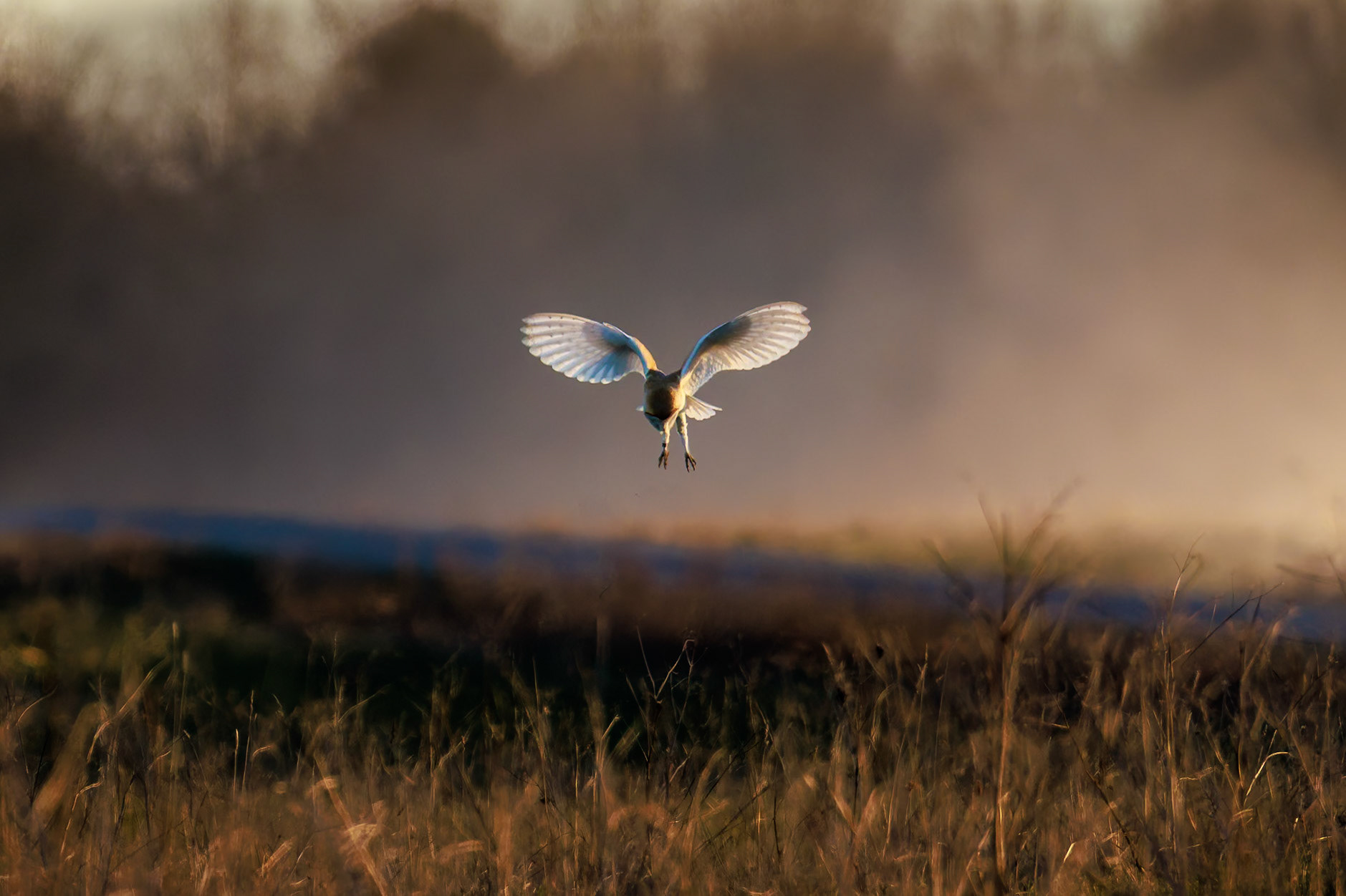 Another shot from a burst.Taken on Salisbury plain, a convoy of miltary vehicles went along the track kicking up a cloud of dust at sunset, creating the beautiful background to this image
