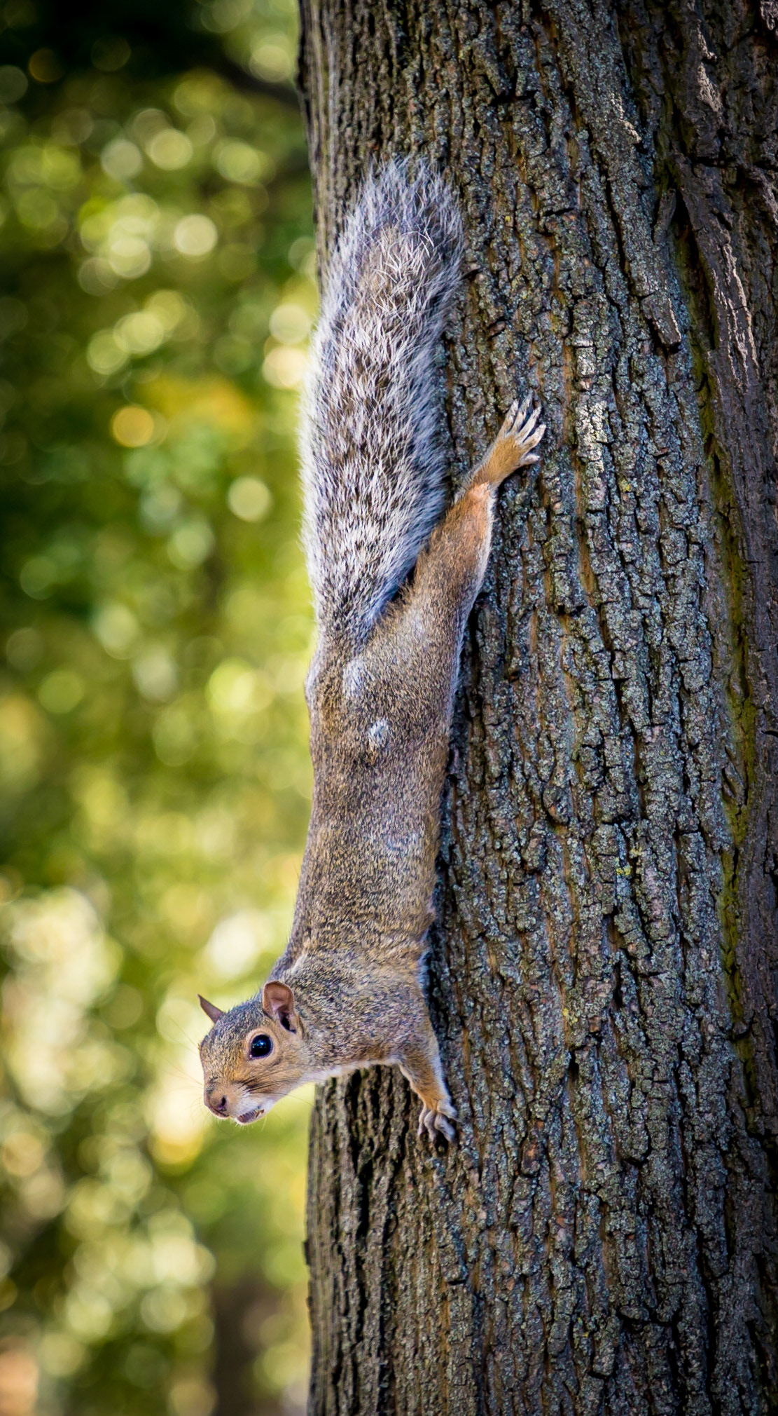 I went in search of trees this week for some autumn colour and happened across this little chap instead.