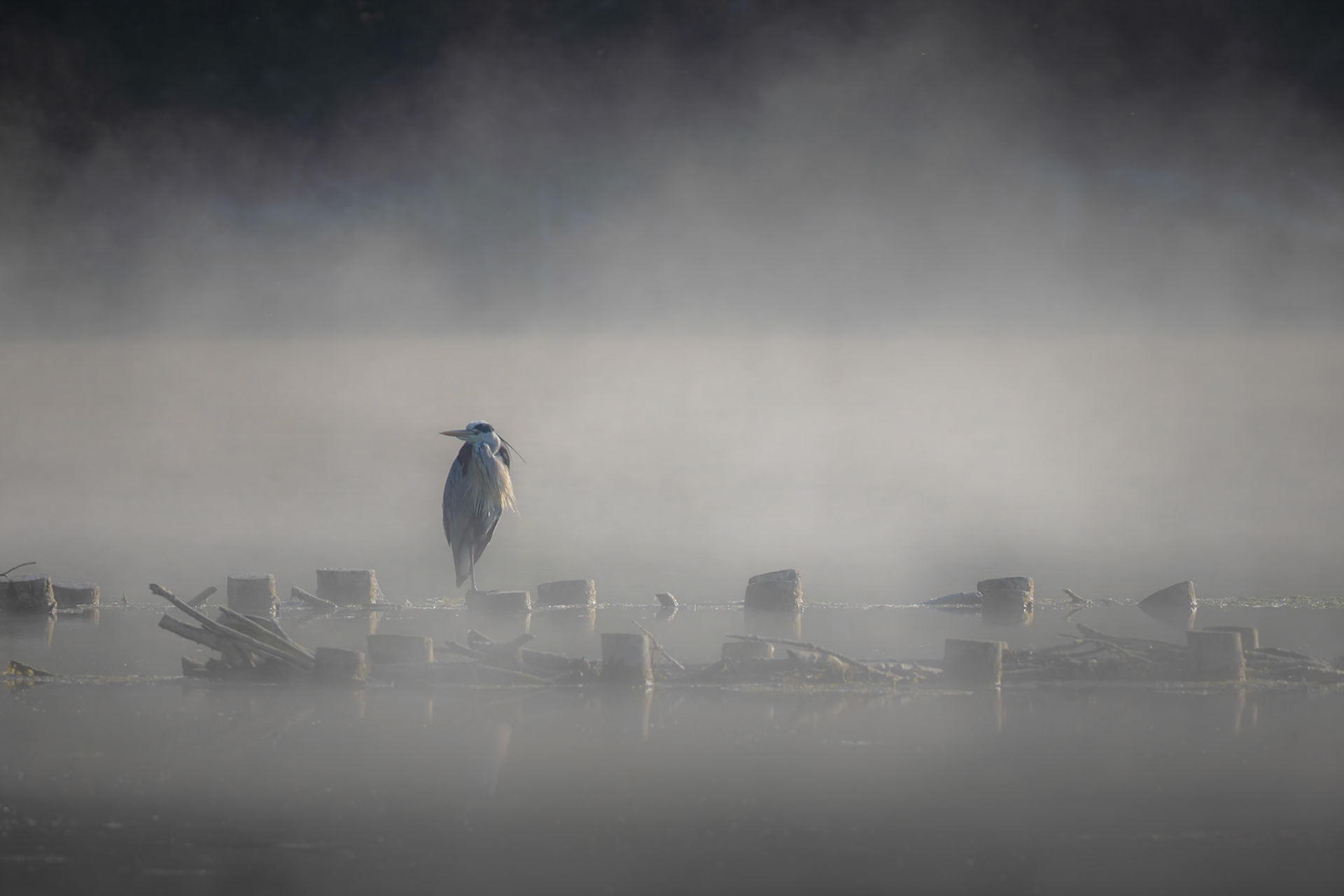 Arriving early at Langford lakes, there was an eerie mist across the lake and a heron resting in the middle