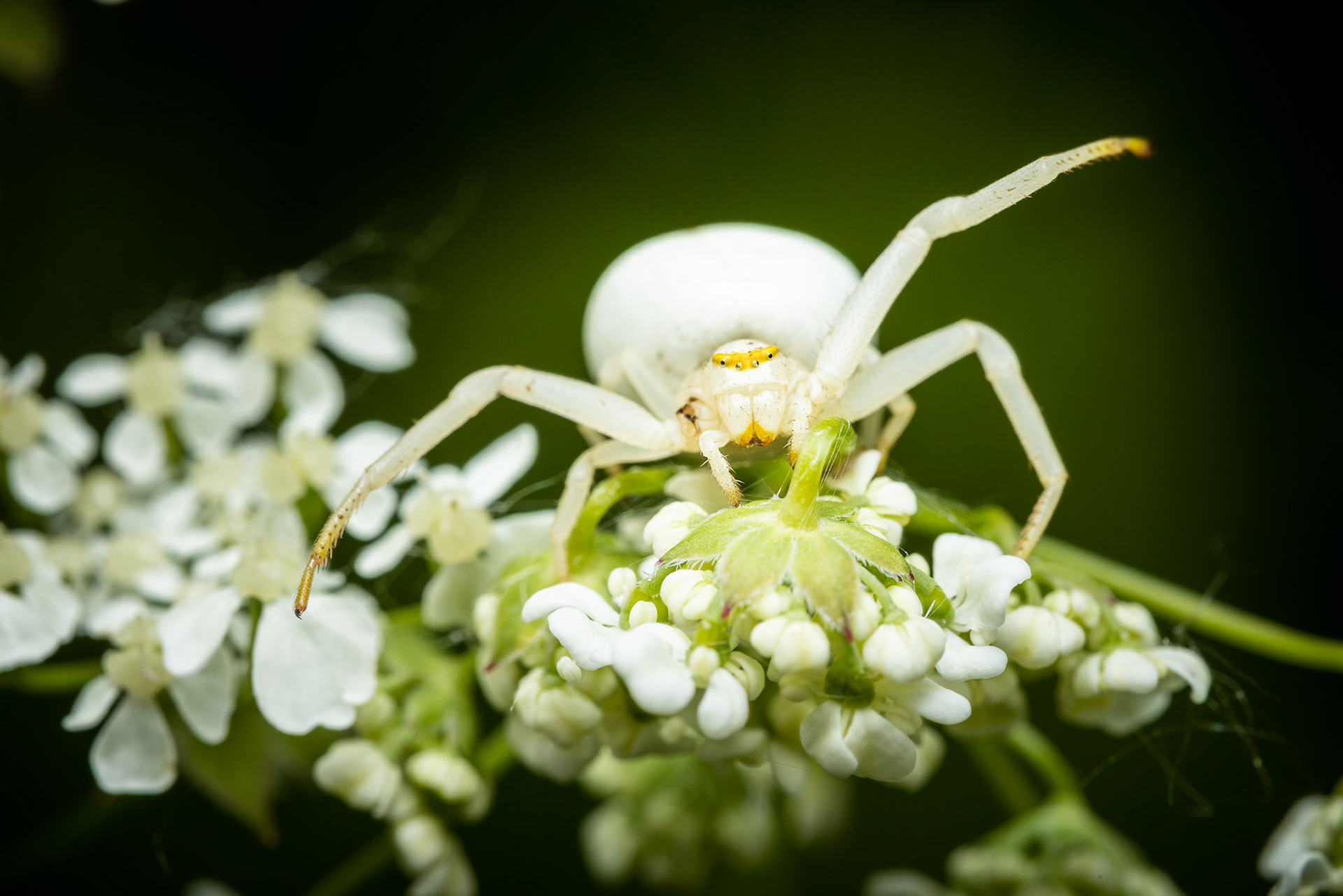 I've been looking for one of these for what seems like forever.  I was photographing some damselflies and was about to give up when I spotted this chap hanging about.
