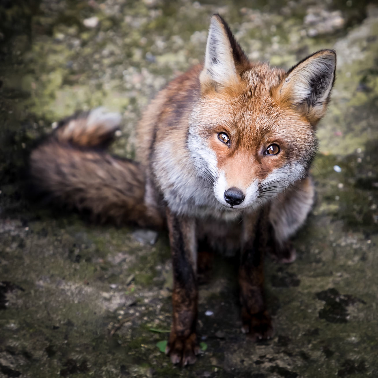 I found another fox in the centre of London just outside Southwark cathedral.  It had no problems sitting around letting me capture lots of photos.  Strange that I have been closer to foxes in the city than in the countryside