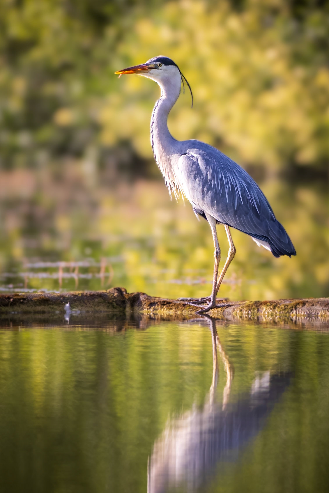 For some reason it didn't occur to me that Herons had tongues and that they could hang out.