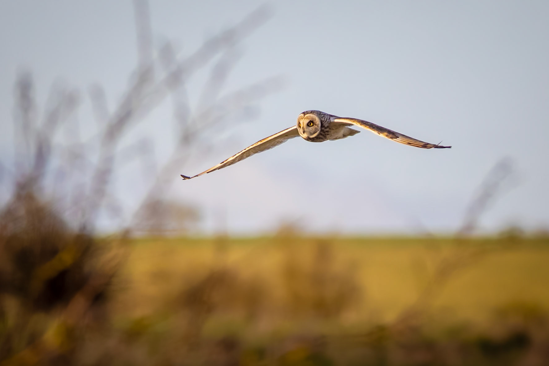 Short Eared Owl in Flight