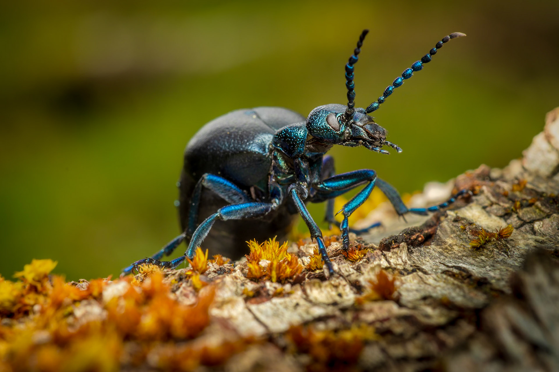 Oil Beetle