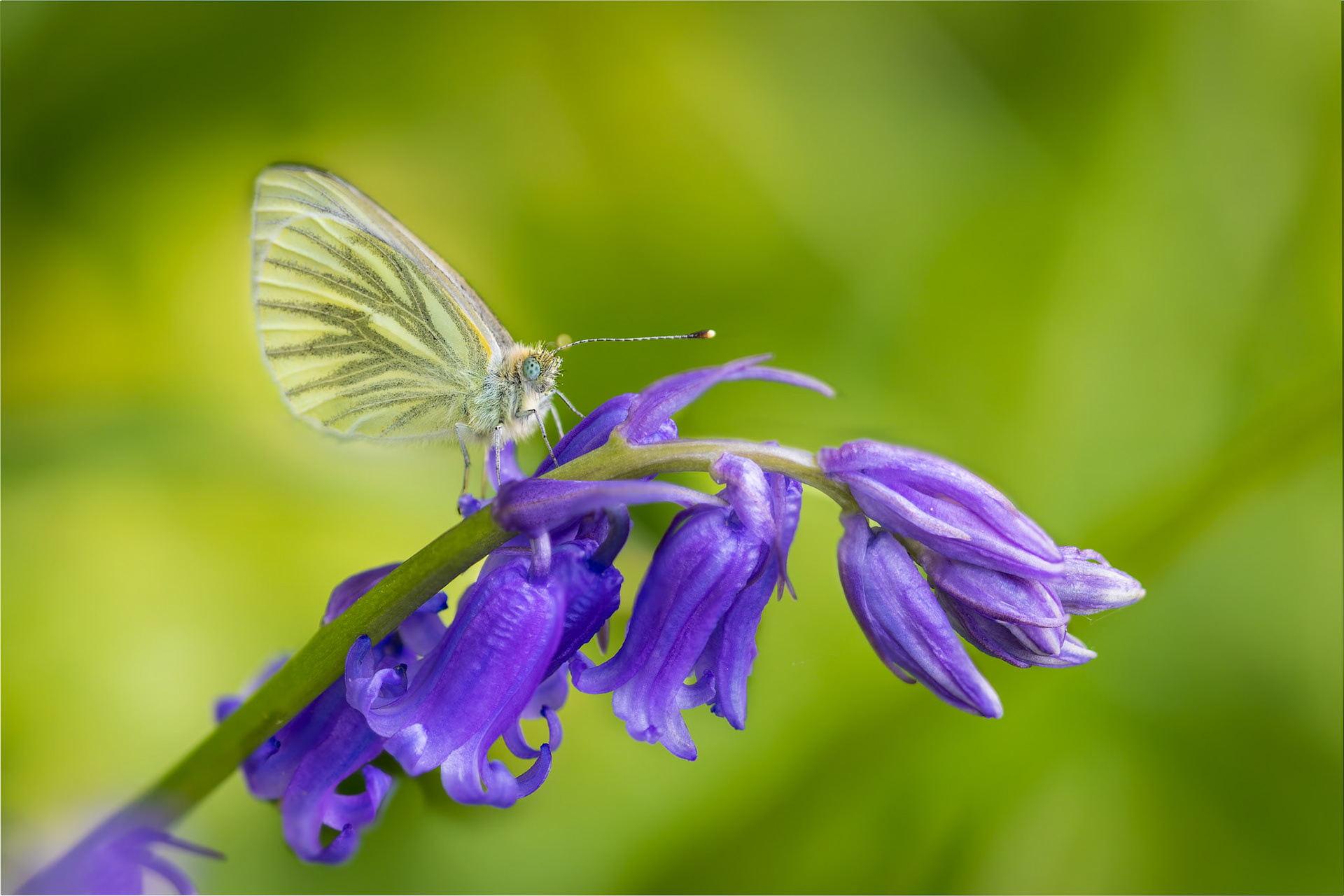 Cabbage White on Bluebell