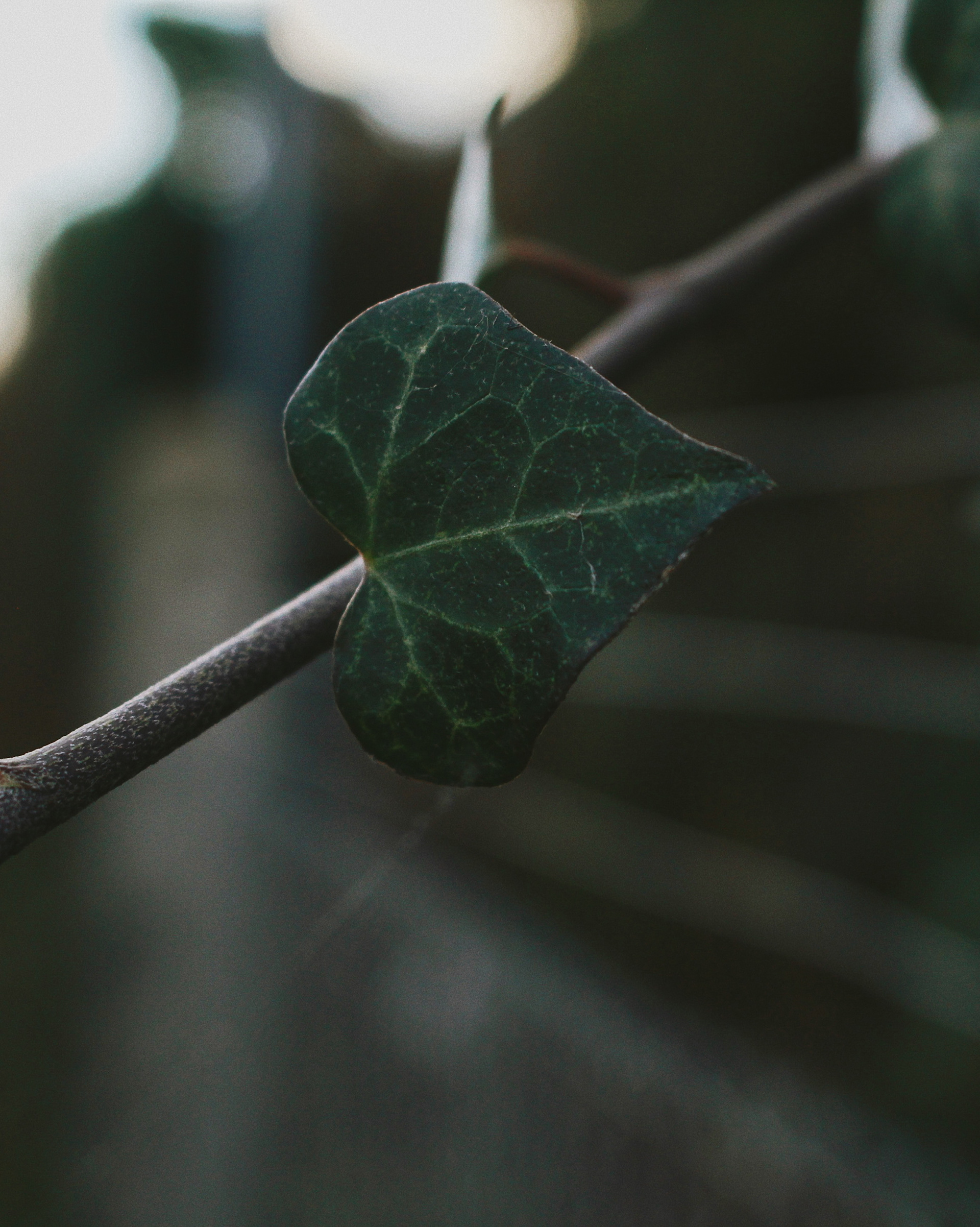 photo shot on CanonEOS 100D - 18-55mm