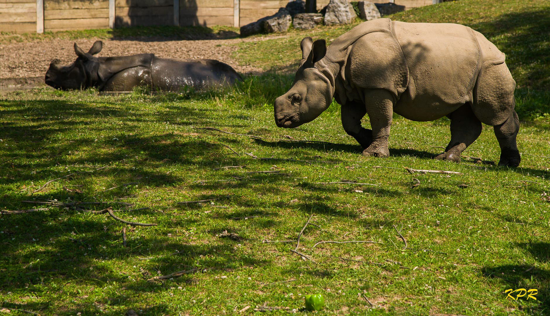 Indian Rhinoceros - "Georgia" and "Tashi"