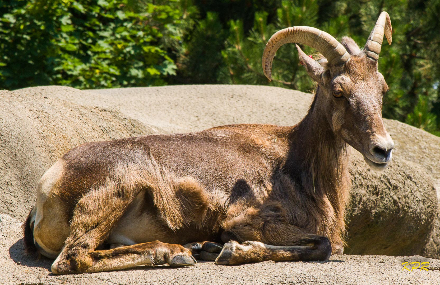 Rocky Mountain Big Horn Sheep