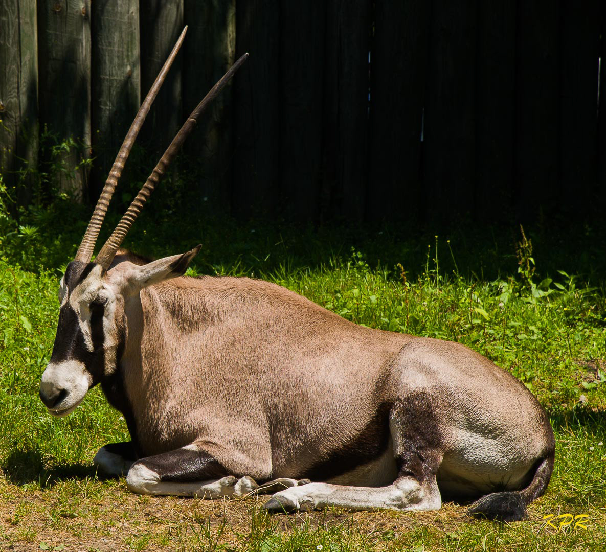 Gemsbok