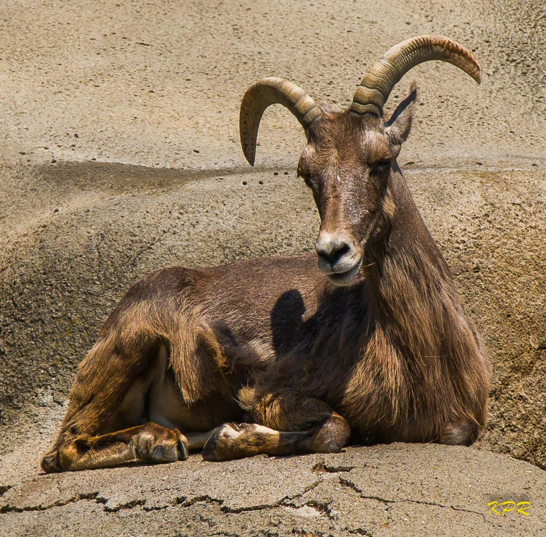 Rocky Mountain Big Horn Sheep