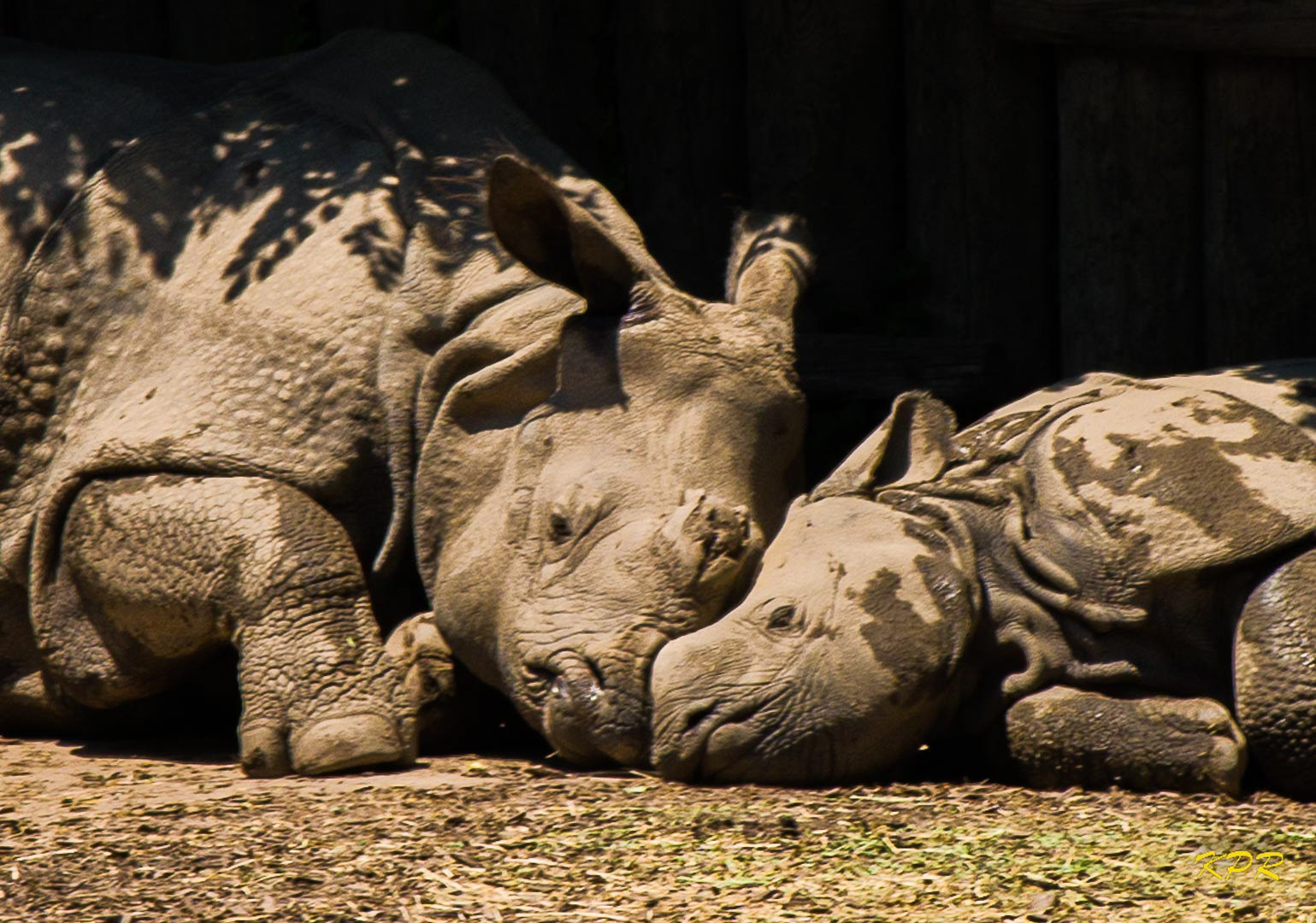 Indian Rhinoceros - "Georgia" and "Tashi"