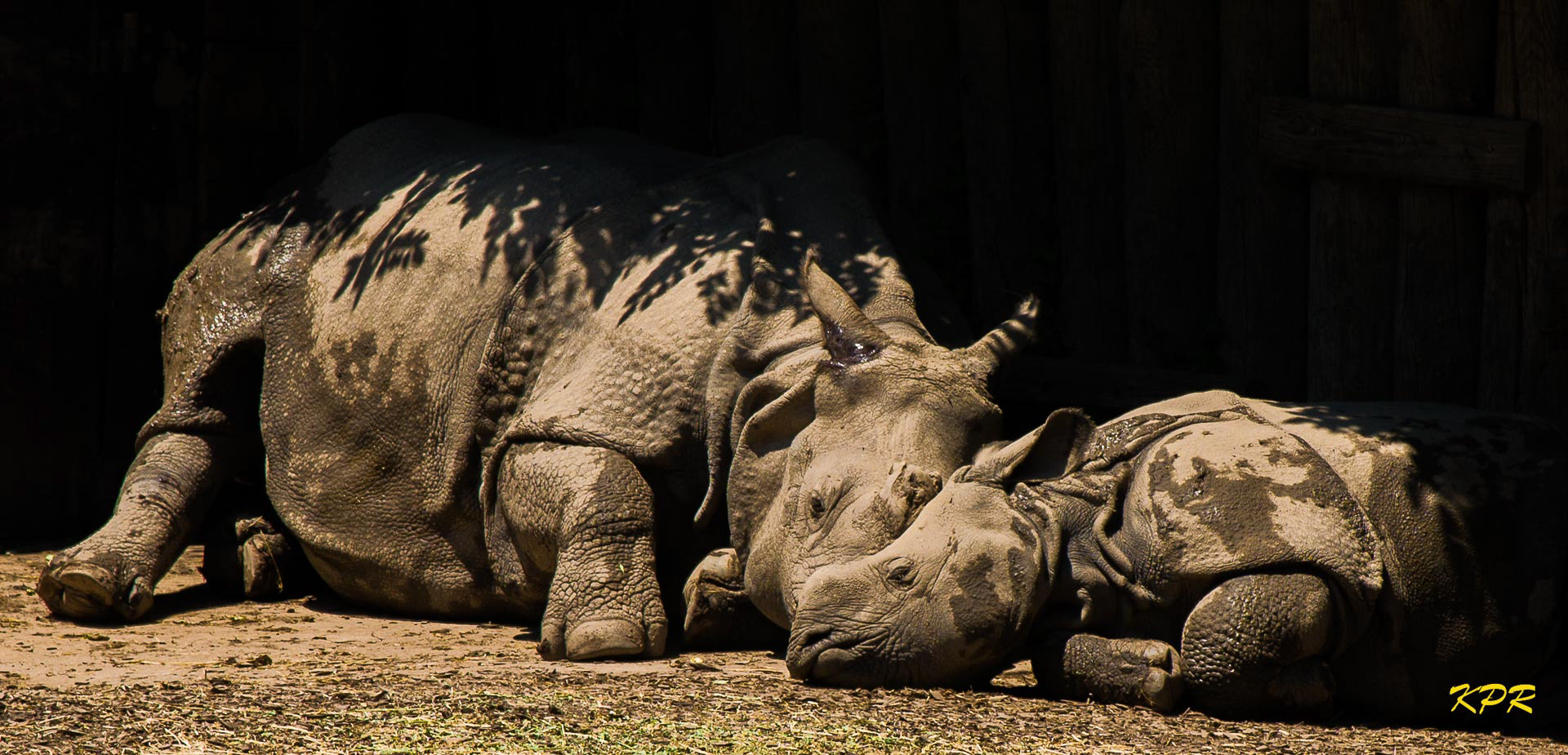 Indian Rhinoceros - "Georgia" and "Tashi"