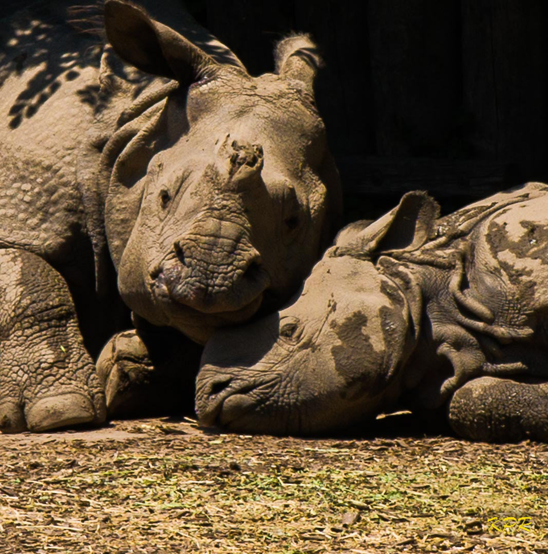 Indian Rhinoceros - "Georgia" and "Tashi"