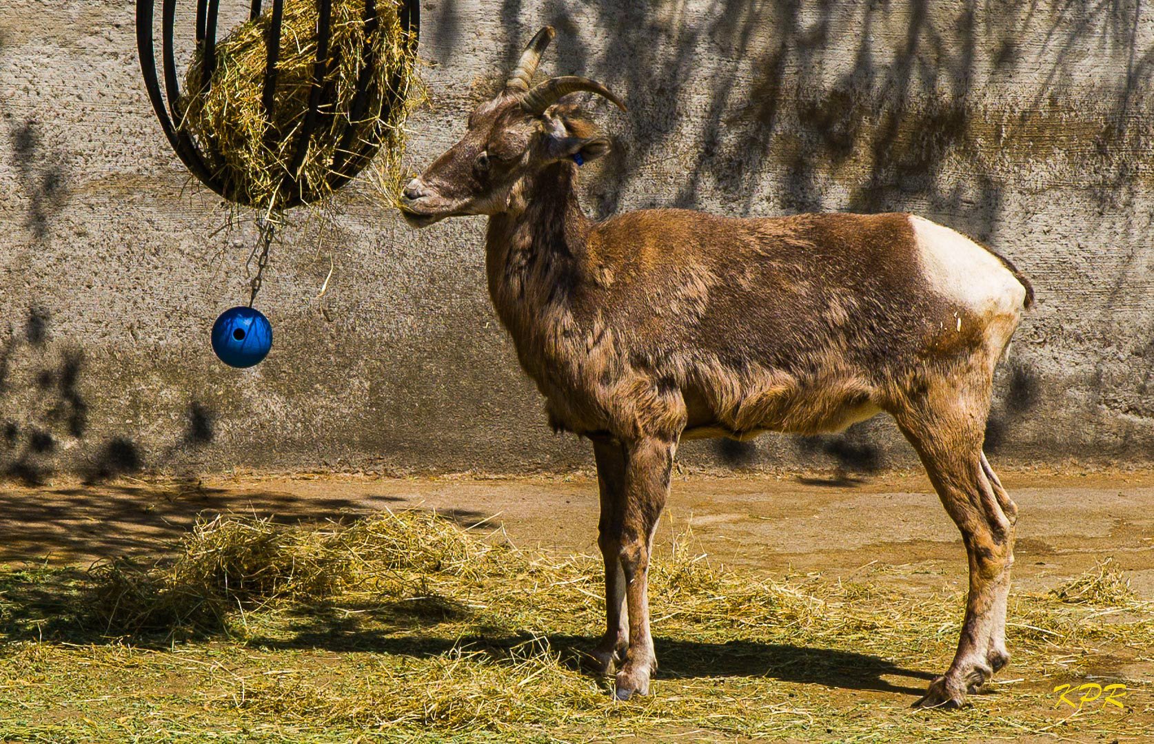 Rocky Mountain Big Horn Sheep