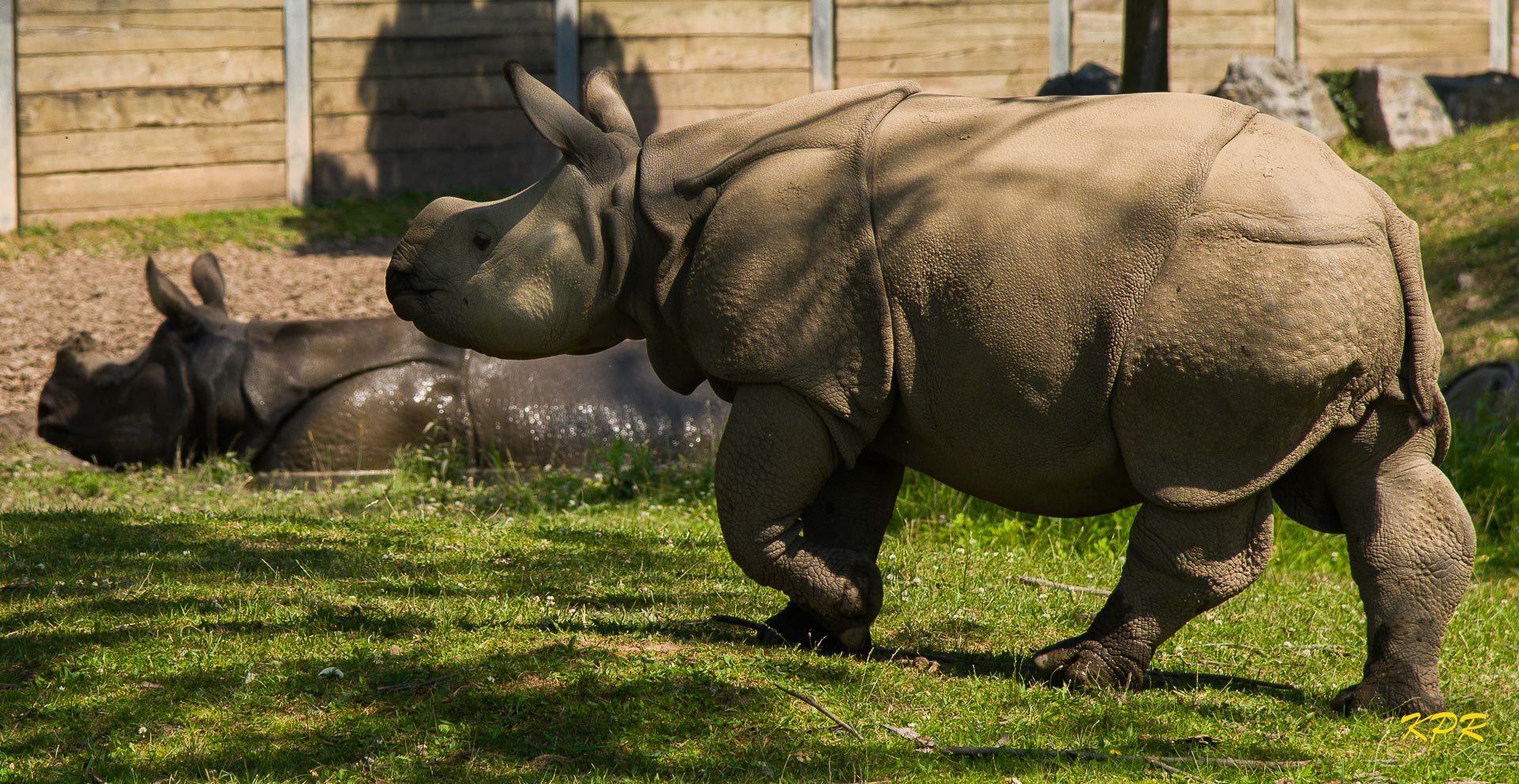 Indian Rhinoceros - "Georgia" and "Tashi"