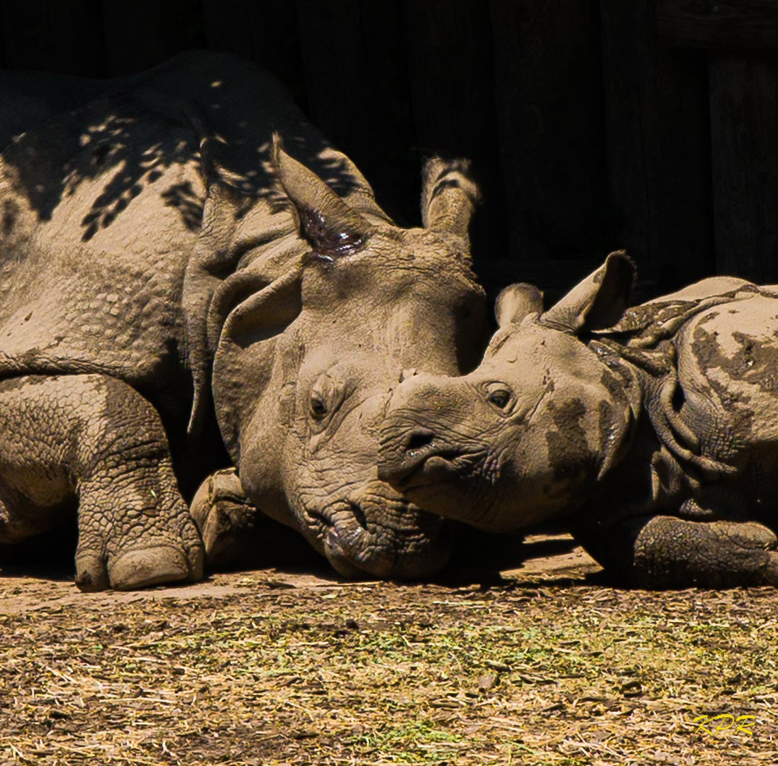 Indian Rhinoceros - "Georgia" and "Tashi"